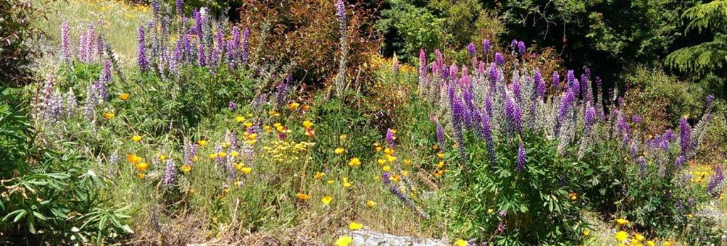 Wildflowers everywhere