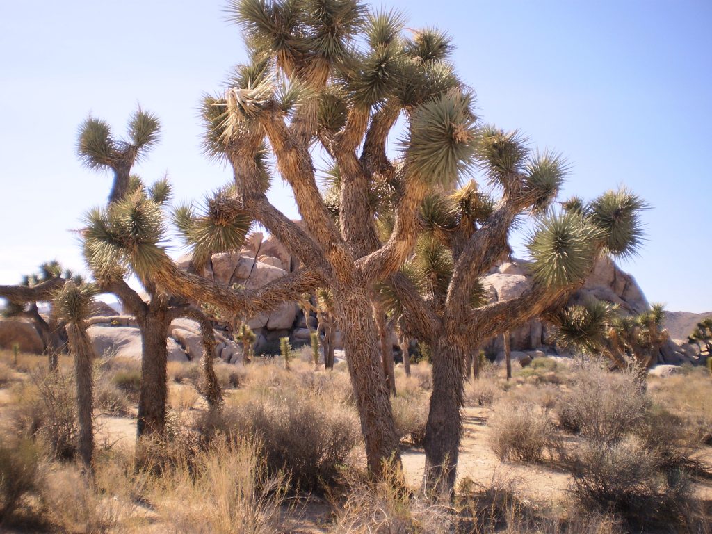 Joshua Trees