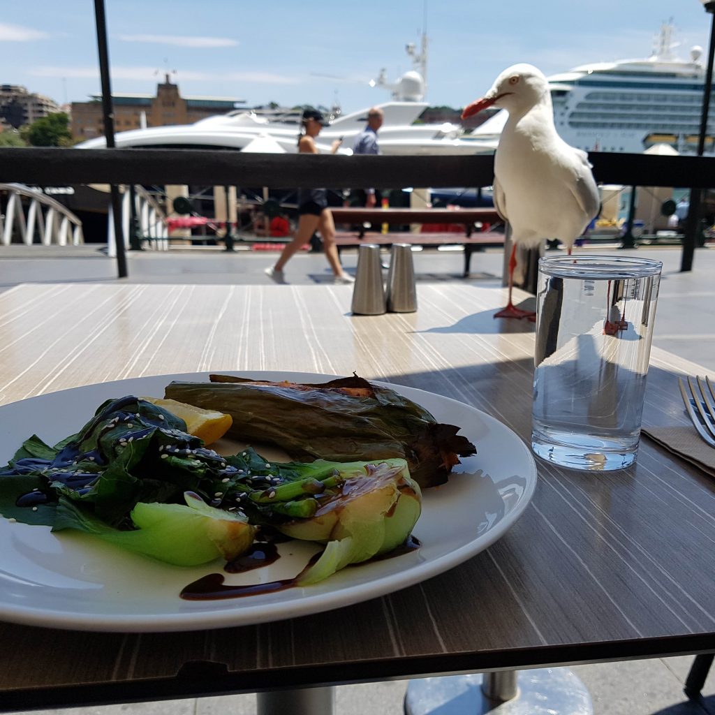 Seagull stealing my Salmon at Lunch