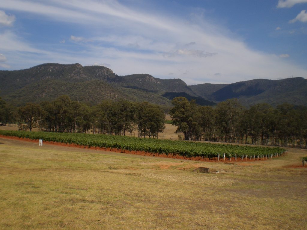 Part of Tyrell's vineyard - Pinot Noir Grapes