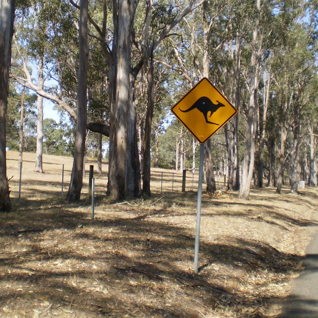 Kangaroo Crossing